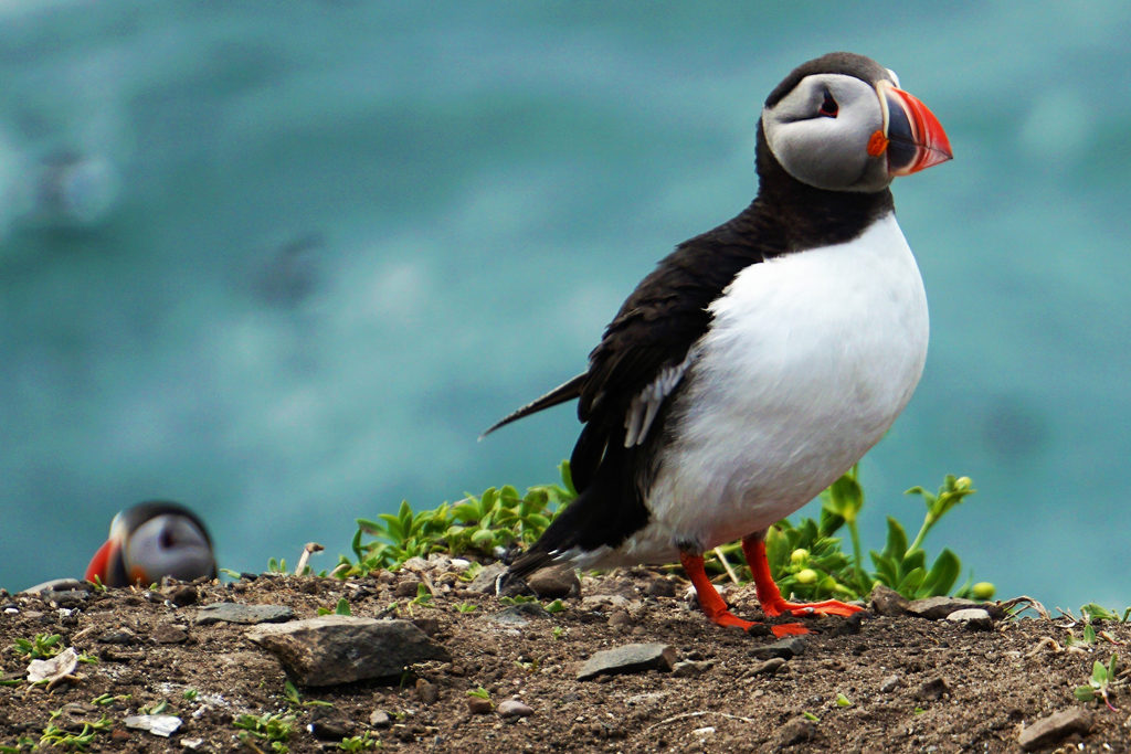puffins