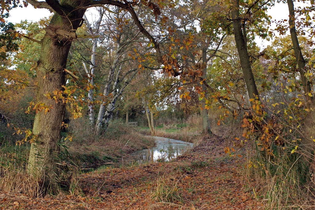 Woodwalton Fen