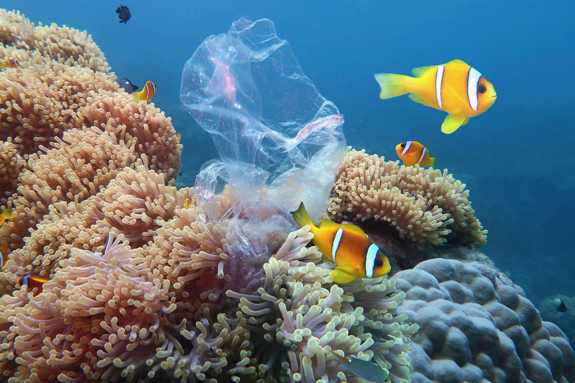 Plastic Free July: What Is It And How Can You Get Involved?