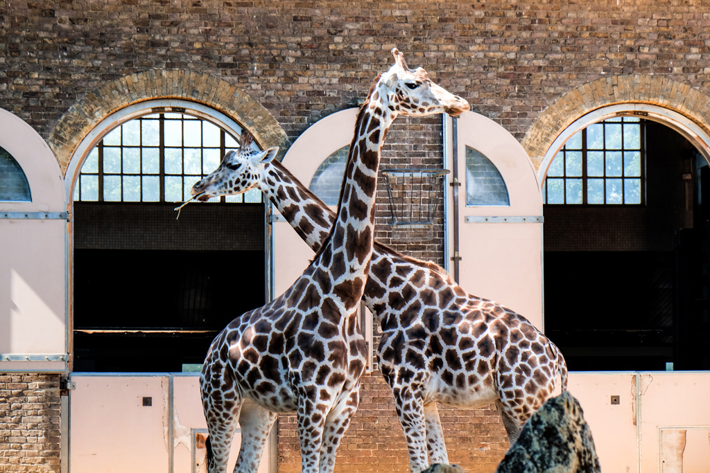 London Zoo by Richard Cook
