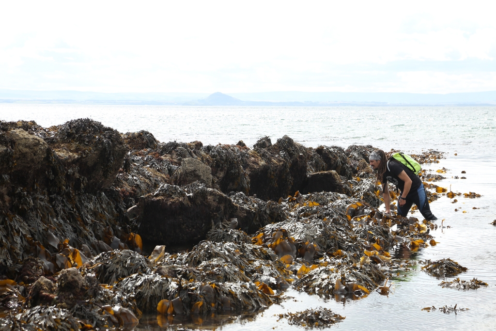 Foraging Fortnight