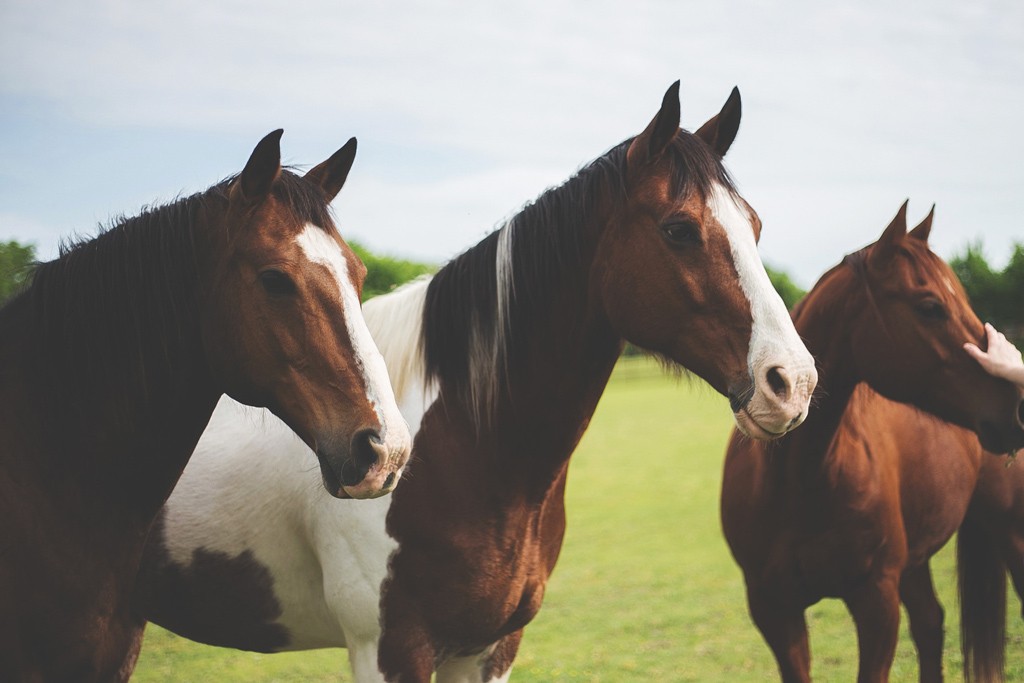 Where to go Horse Riding in London