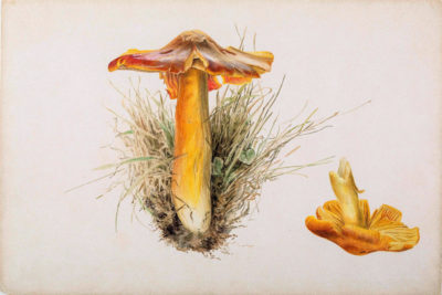 Mushrooms: The Art, Design and Future of Fungi