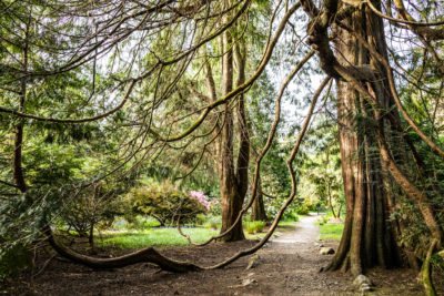 The Scottish Tree Festival
