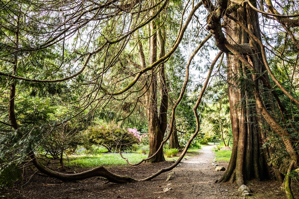 Scottish Tree Festival