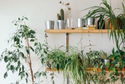 Houseplant Festival