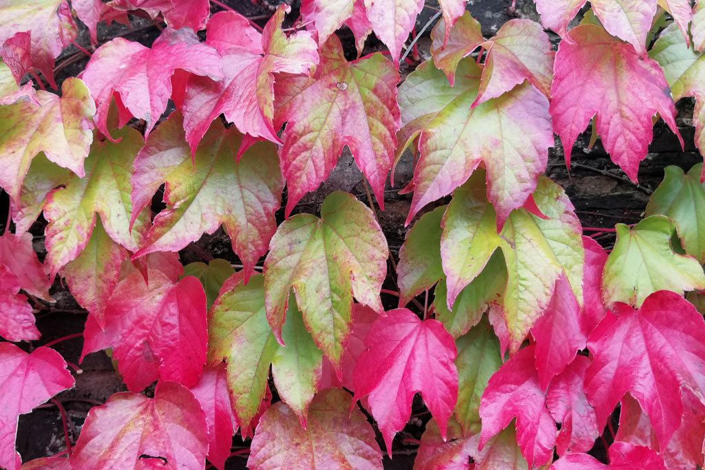 Autumn Travel Trend: Leaf Peeping