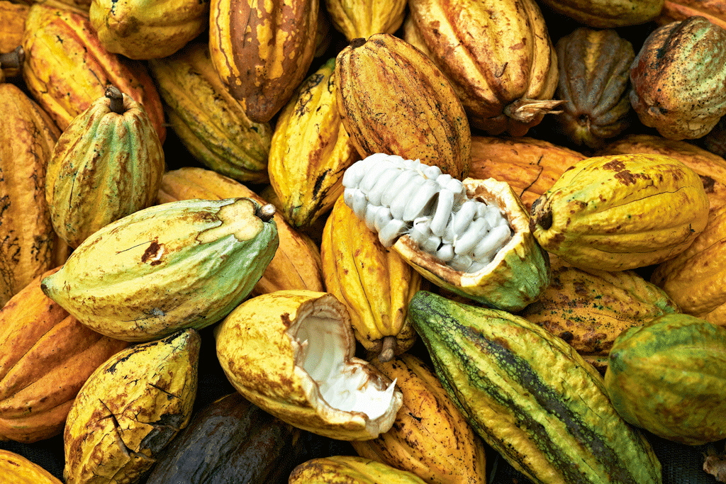 Cocoa Pods