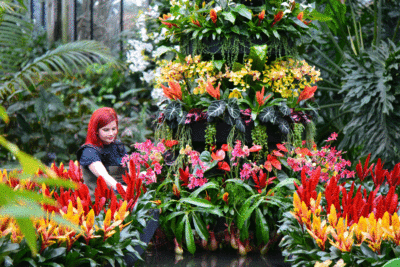 Kew Orchid Festival 2020