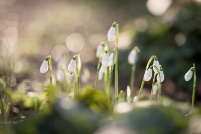 Heralding Spring at The Chelsea Physic Garden