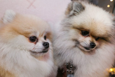 Doggo Style Market