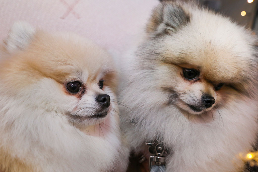 Doggy Style Market