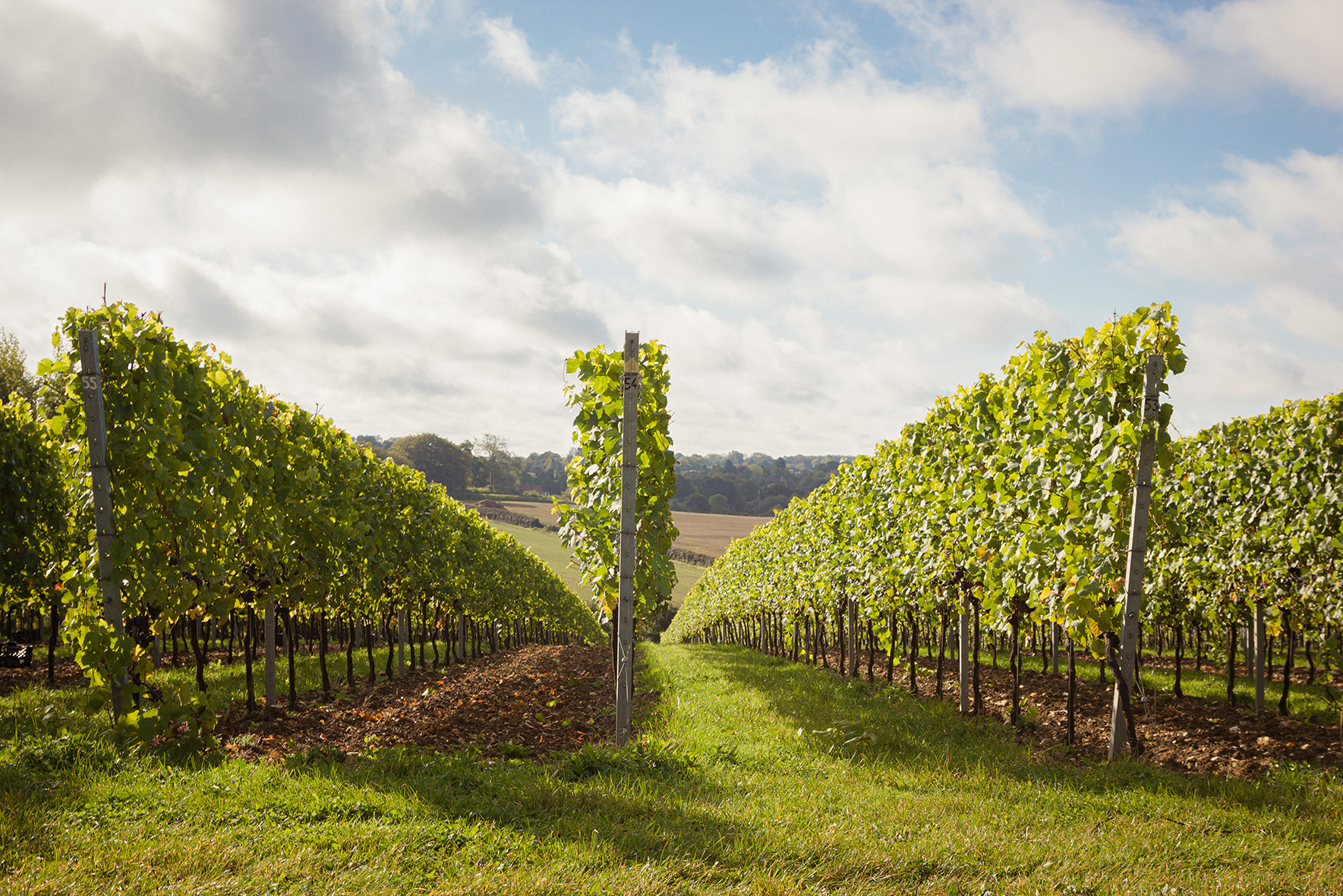 Hattingley Valley vineyards