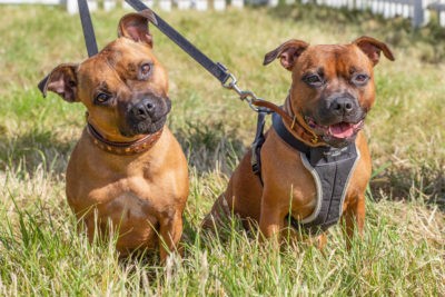 DogFest 2020