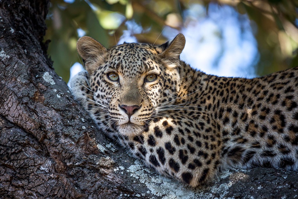 Sabi Sabi Earth Lodge
