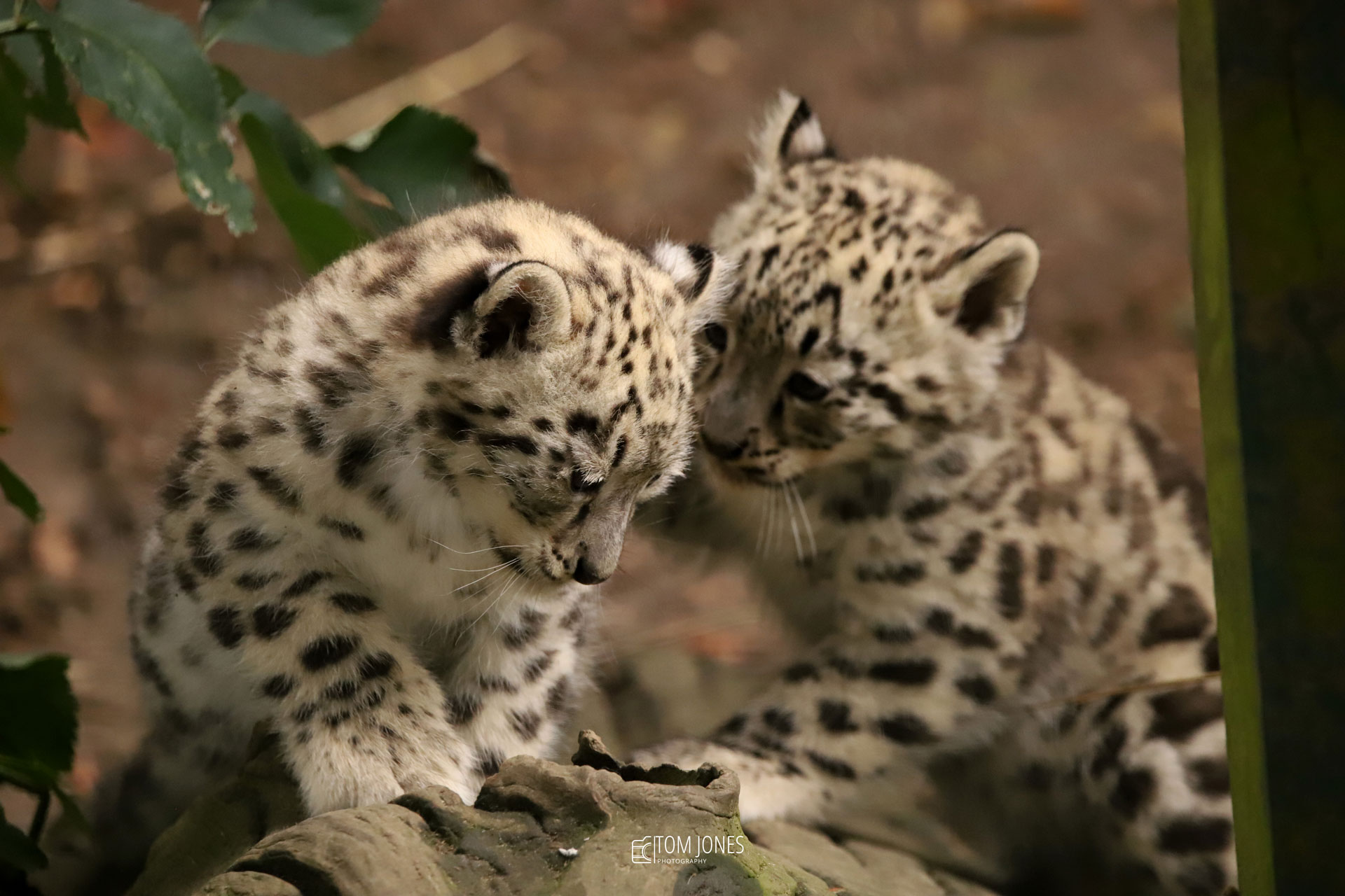 Baby Animals At Thrigby Hall Wildlife Gardens, Norfolk