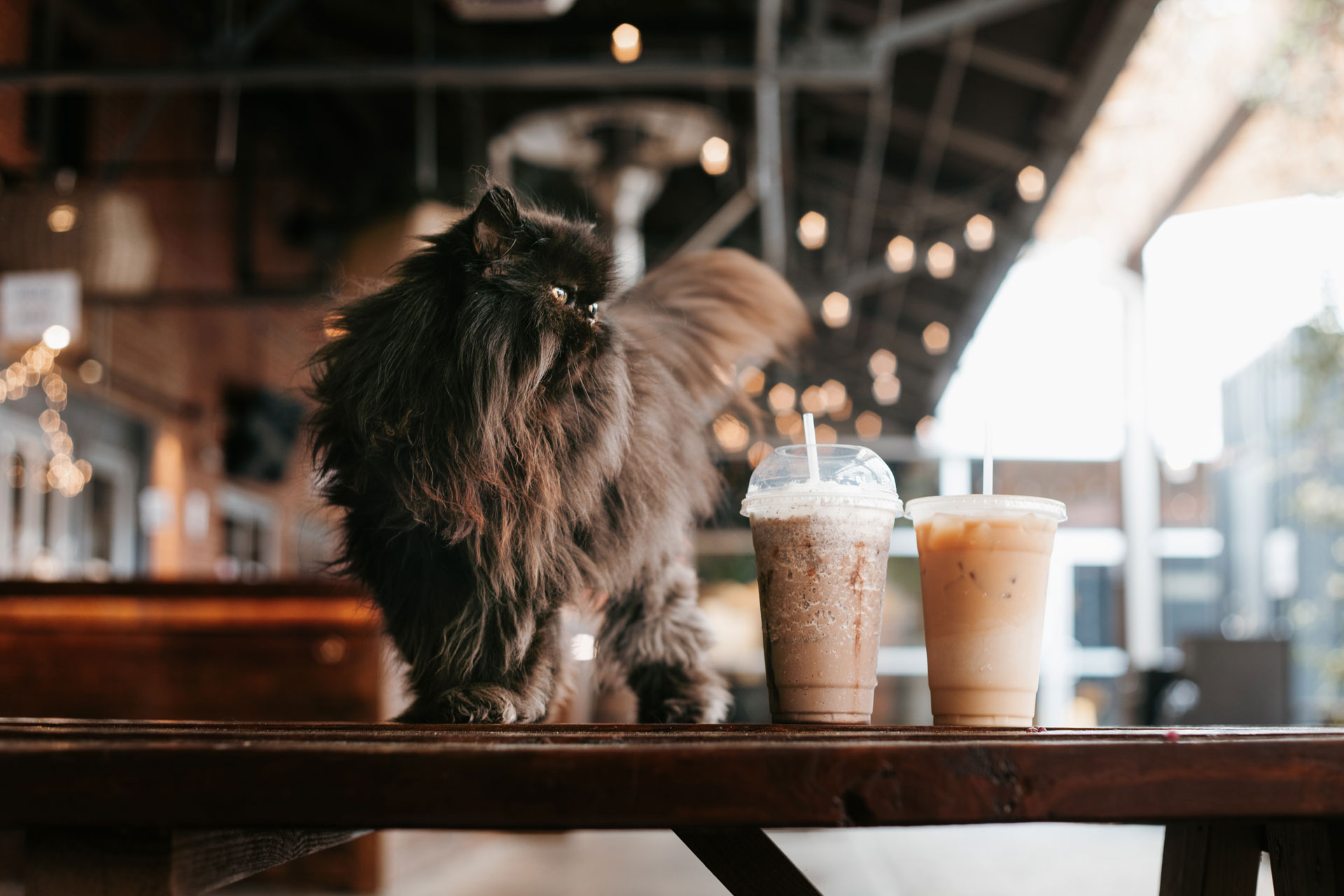 A brown cat standing on a table next to two coffees