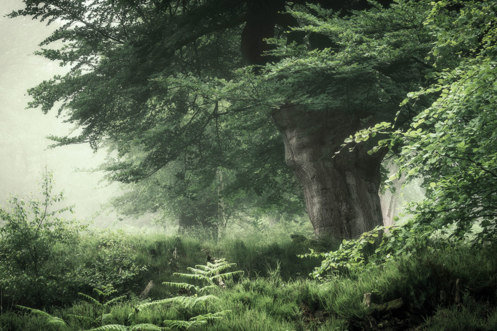 Misty Beeches by Paul Mitchell