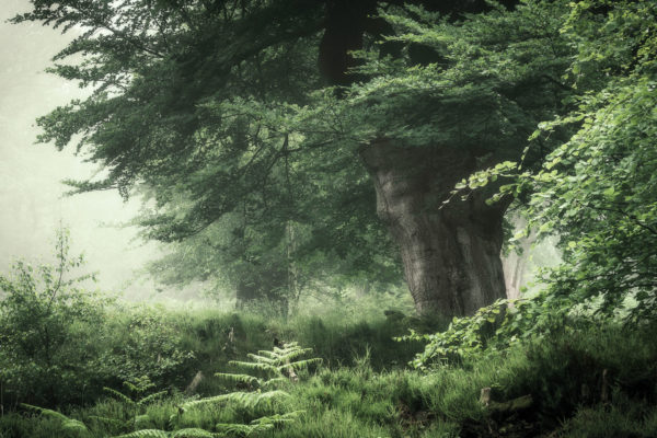 Misty Beeches by Paul Mitchell