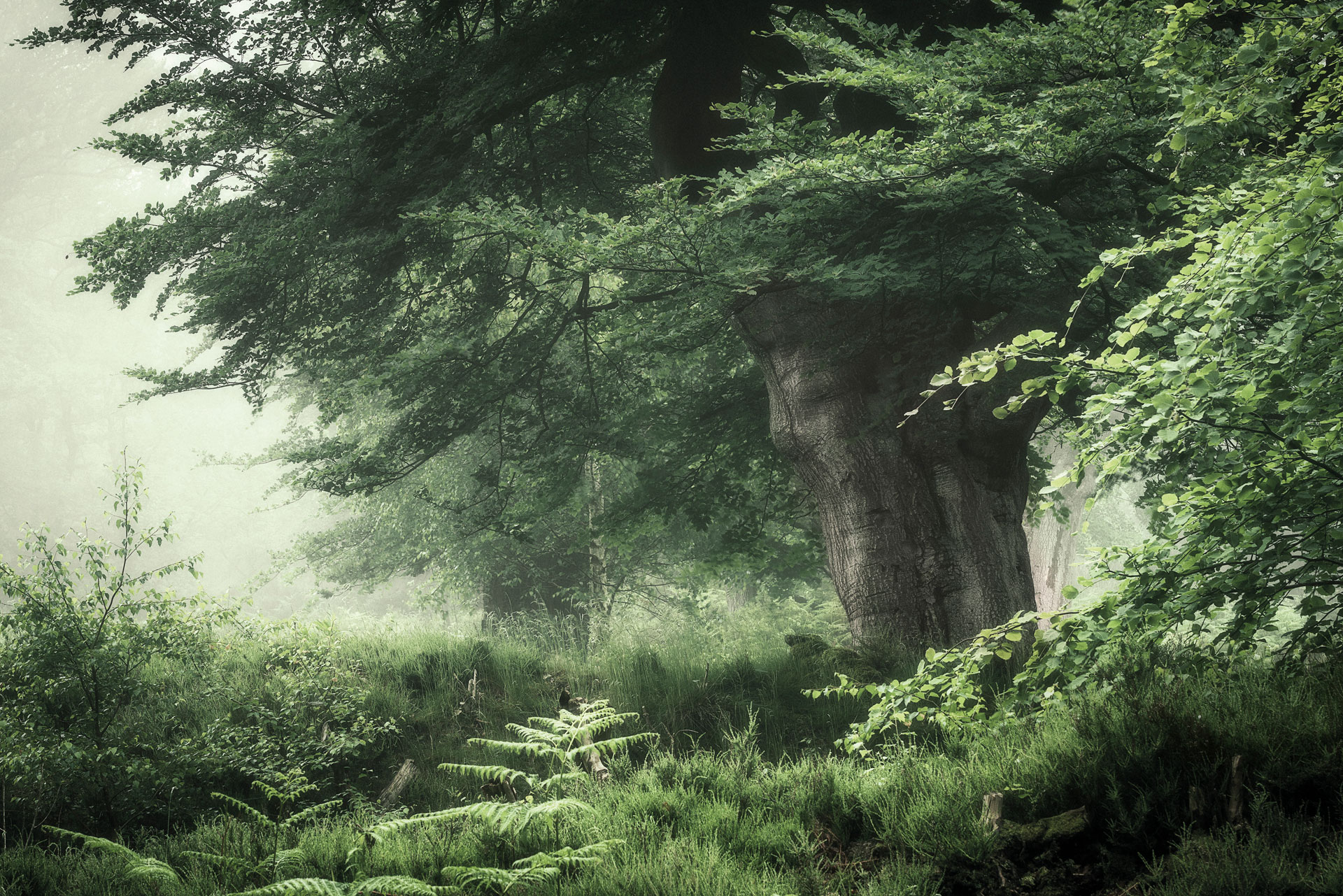 Misty Beeches by Paul Mitchell
