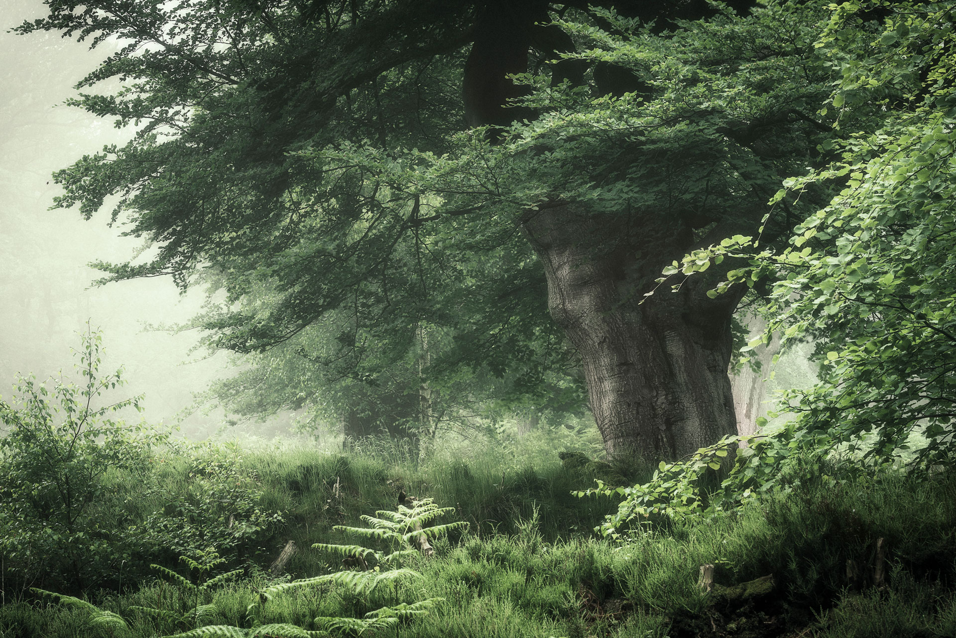 In Praise of Trees: The Healing Powers of Forests