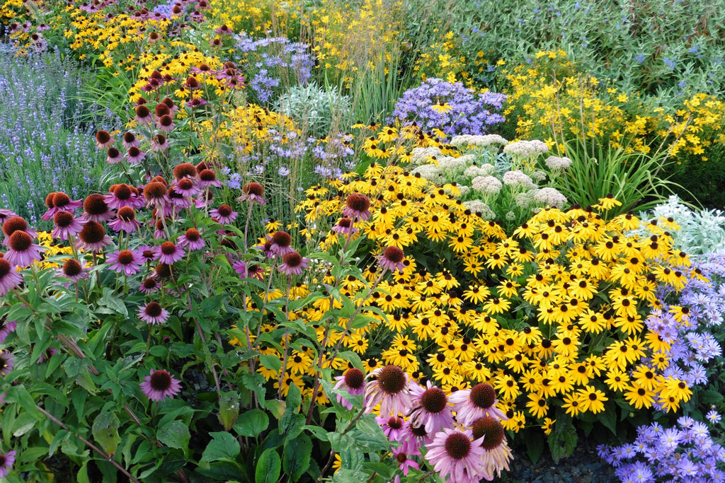 Perennials