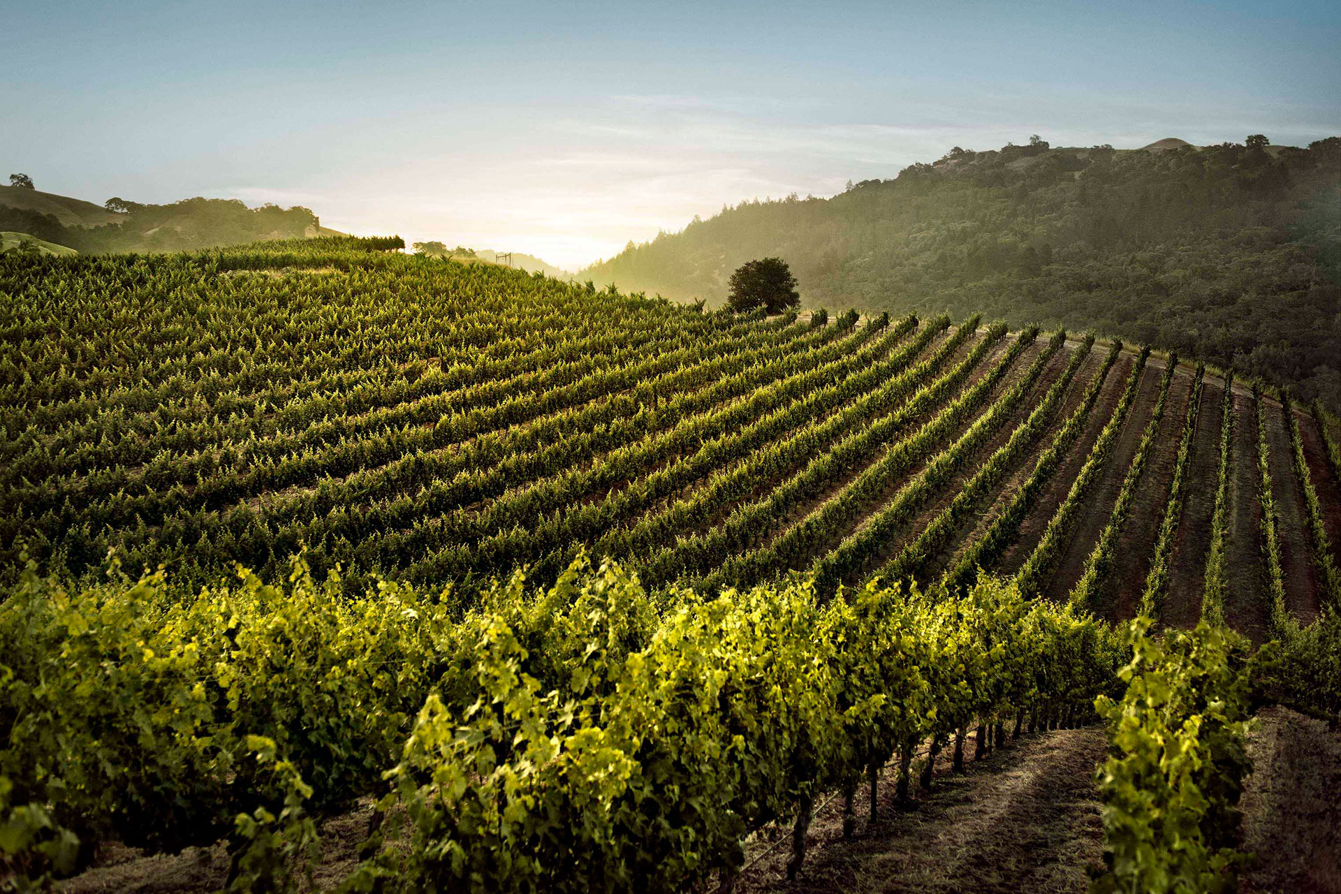Lockdown Activities: Virtual Wine Tasting with Vérité