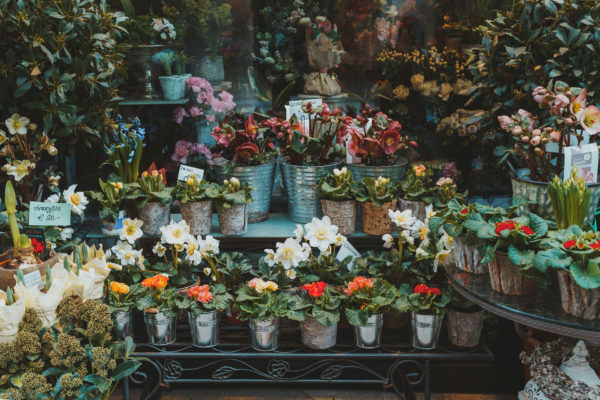 Plants