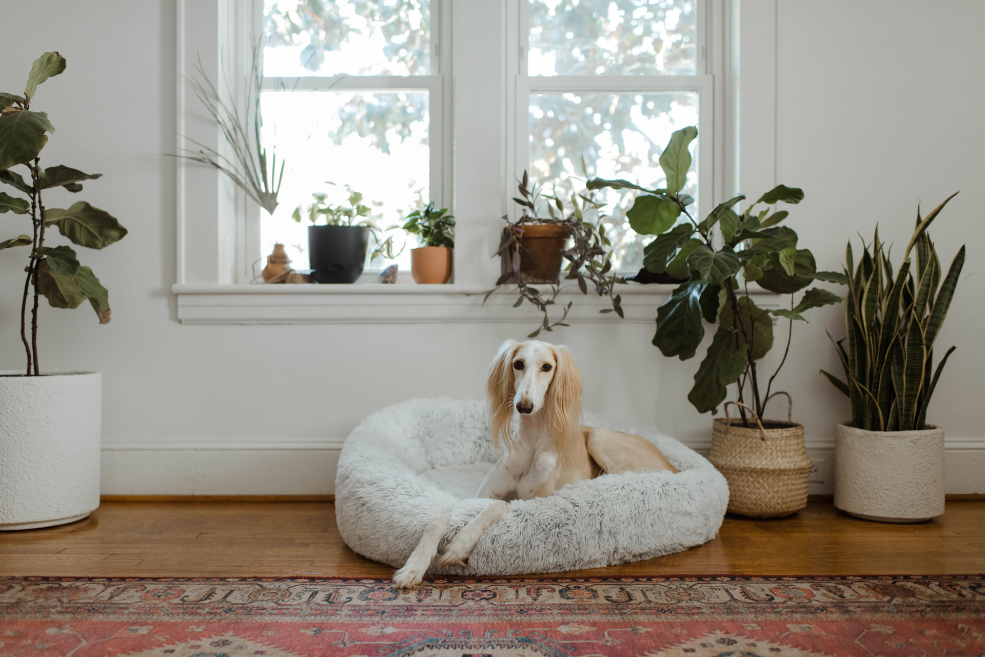 Expert Tips for Self-Isolating Dogs and Owners