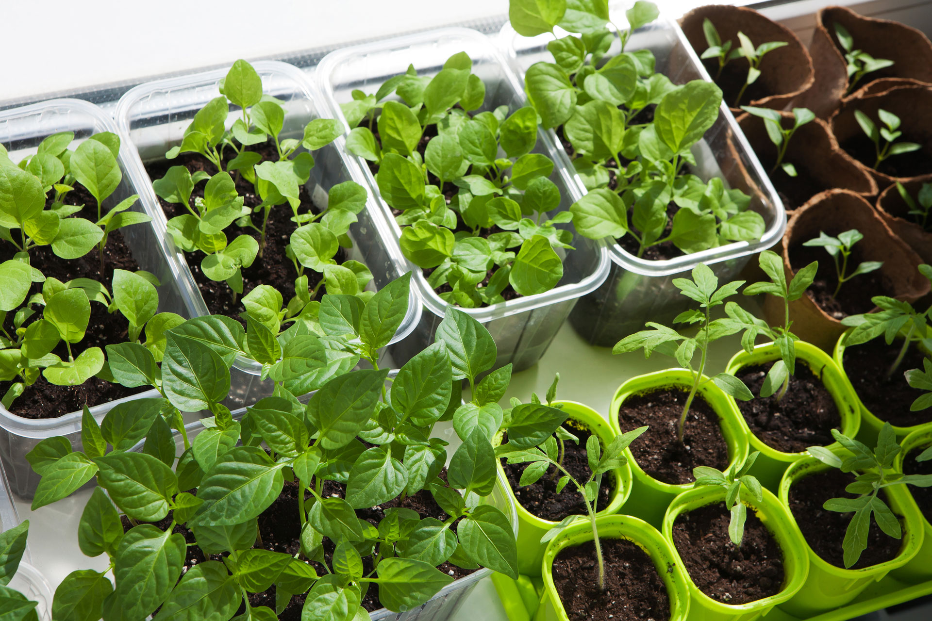 How To Grow Fruit & Vegetables Indoors