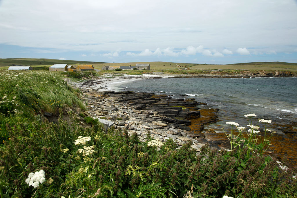 Foraging Fortnight