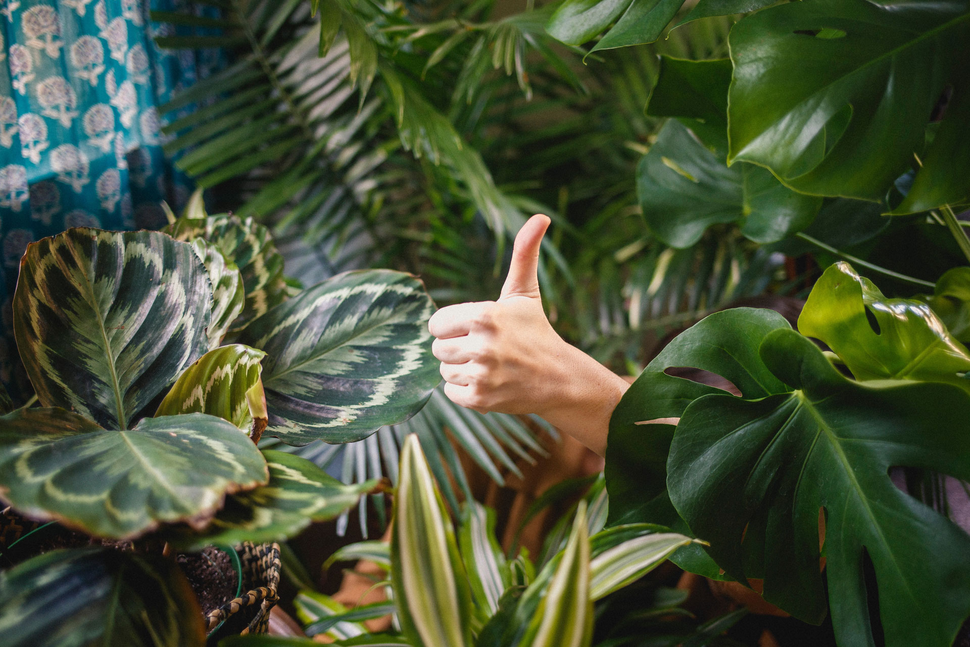 5 Ways to Bring Nature Into Your Home