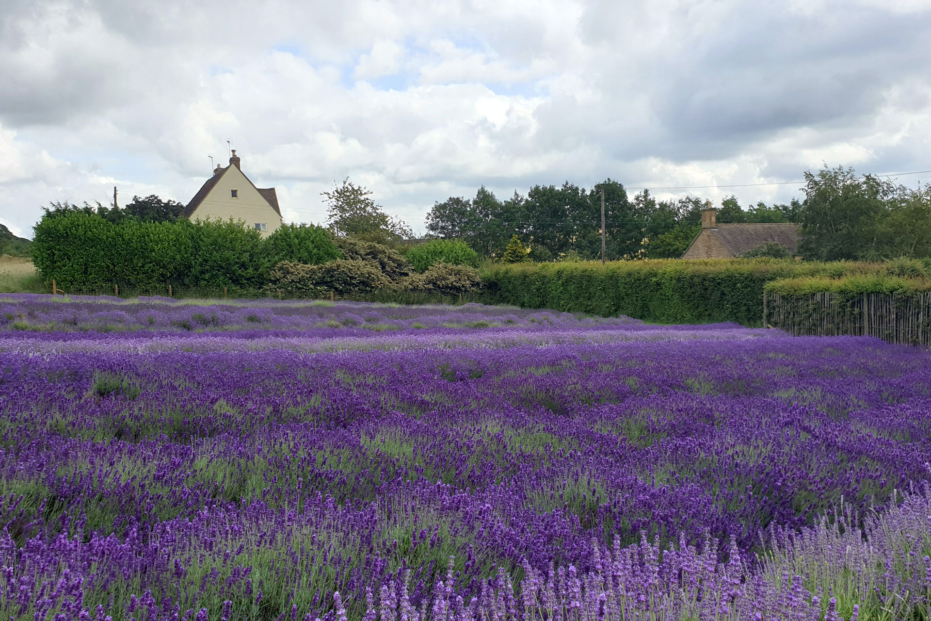 Cotswolds