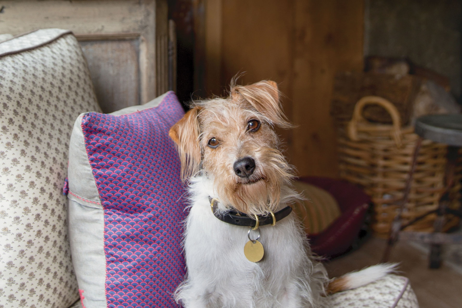 At Home In English Country Side Designers and Their Dogs