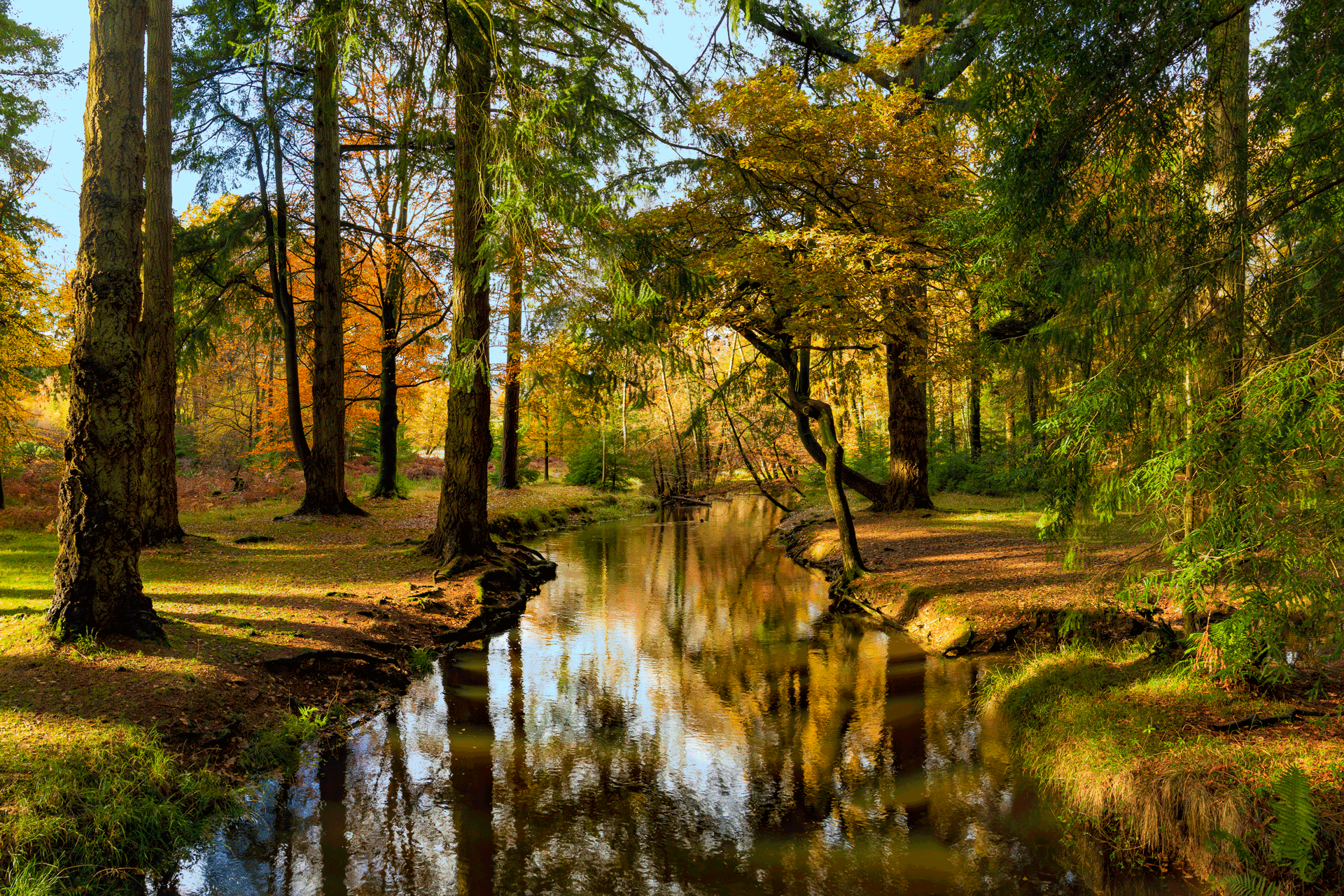 New Forest