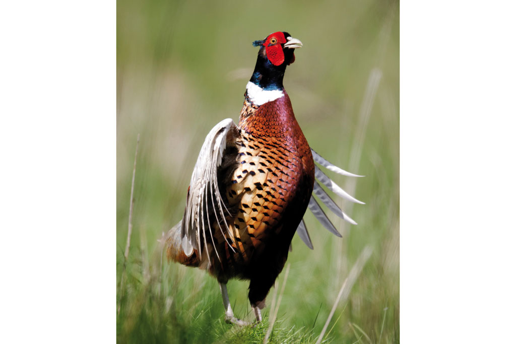 pheasant