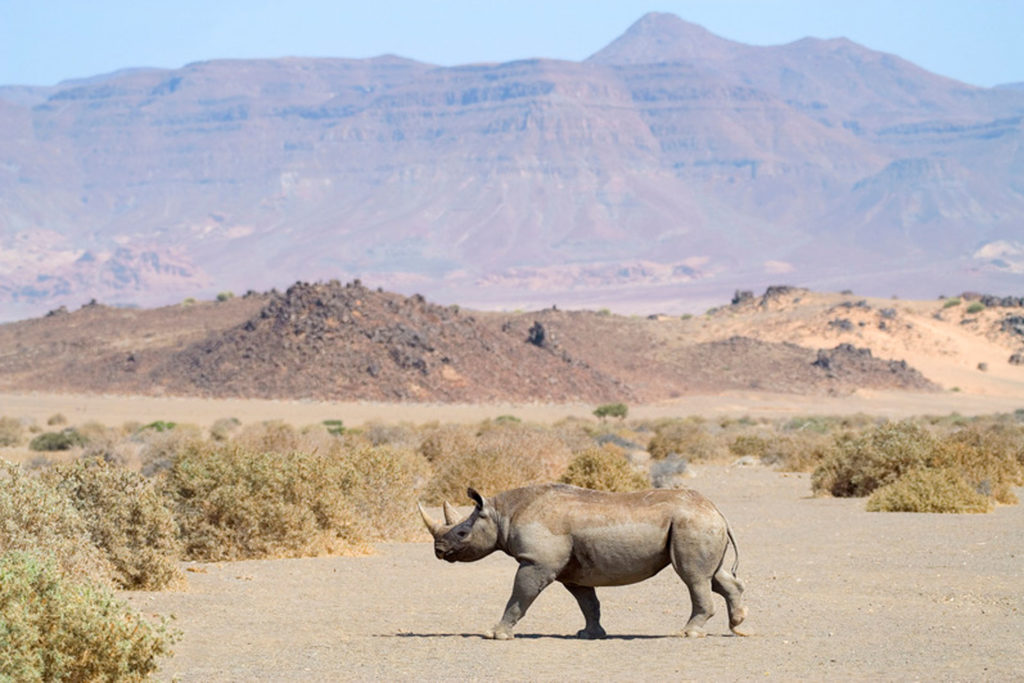 Mavros Safaris
