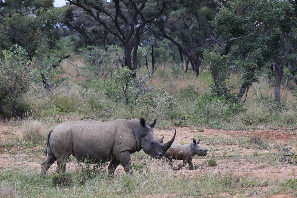 Shambala Private Game Reserve: South Africa