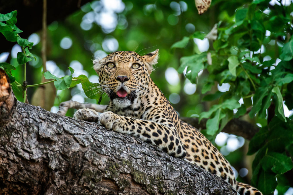 Xigeria Safari Lodge