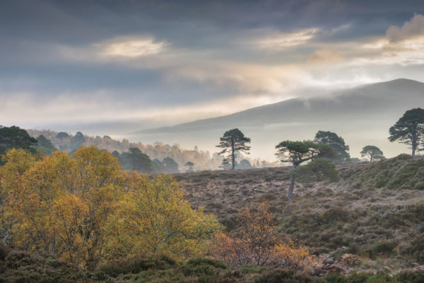 Alladale, Scotland