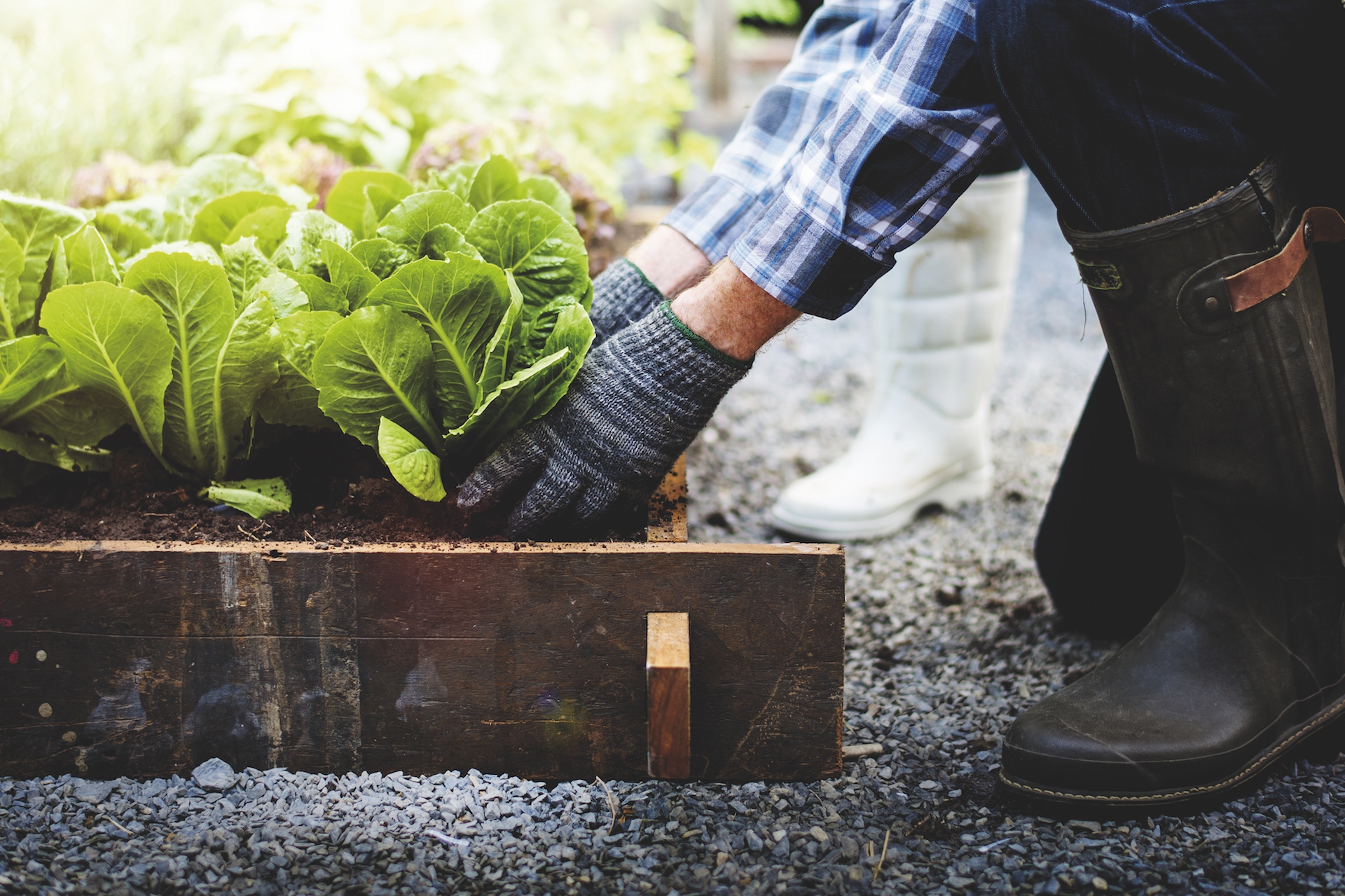 How To Grow Organic Veg at Home