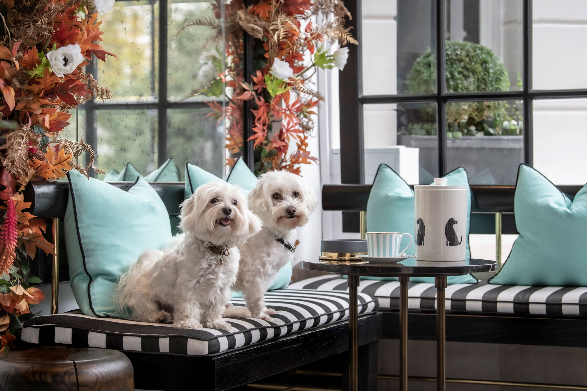 Top Dog: London's Pawfect Dog-Friendly Hotels