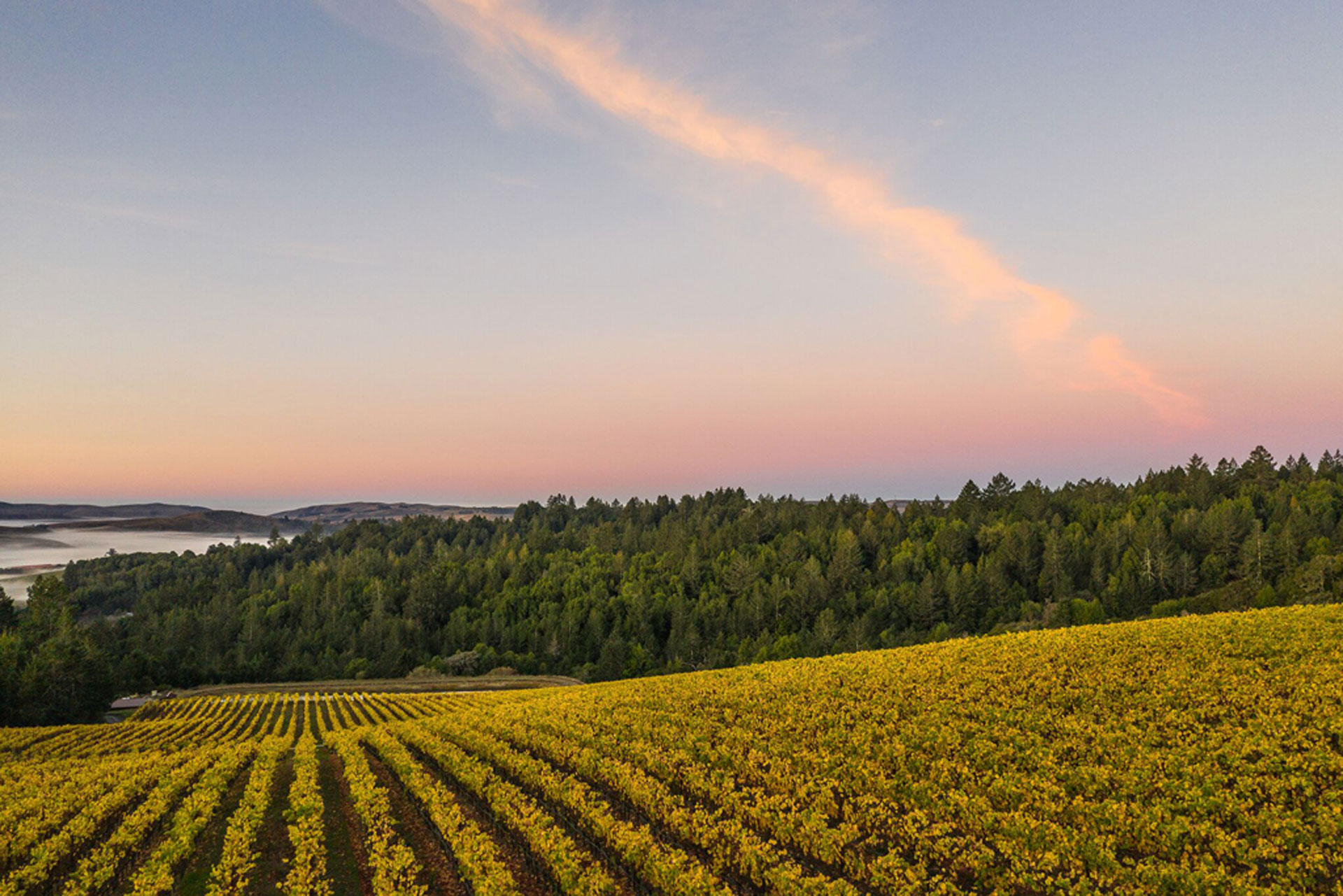 The Best California Reds To Buy Right Now