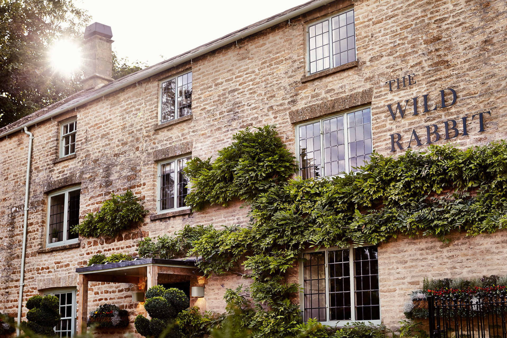 The Wild Rabbit