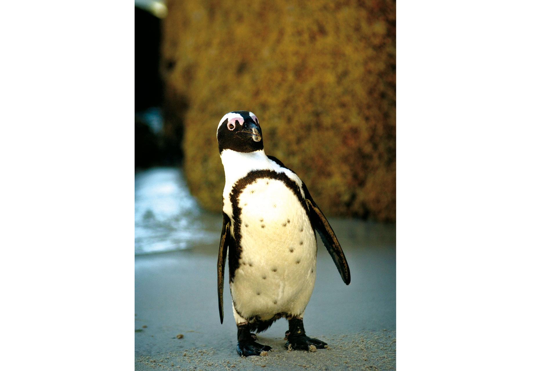Cotswold-Zoo - Penguin