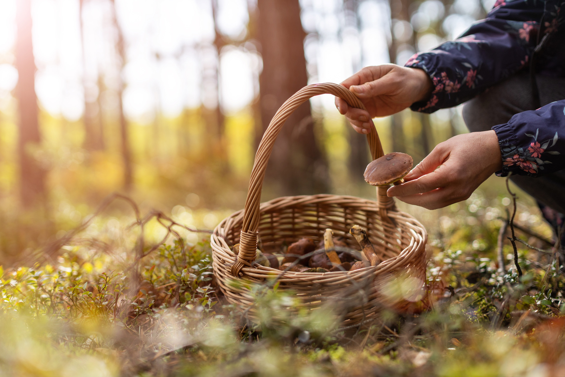 Foraging