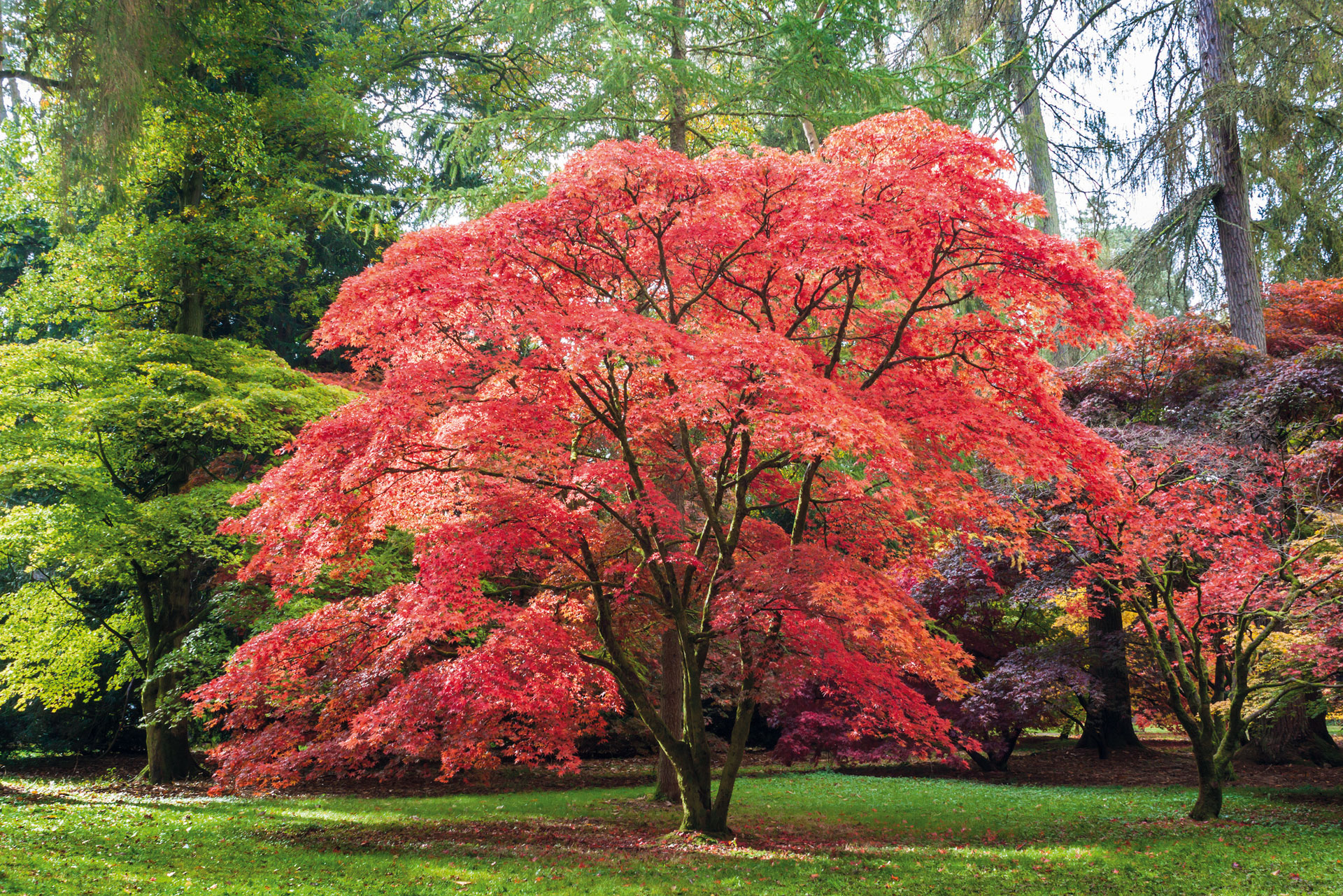 Westonbirt Arboretum, Getty