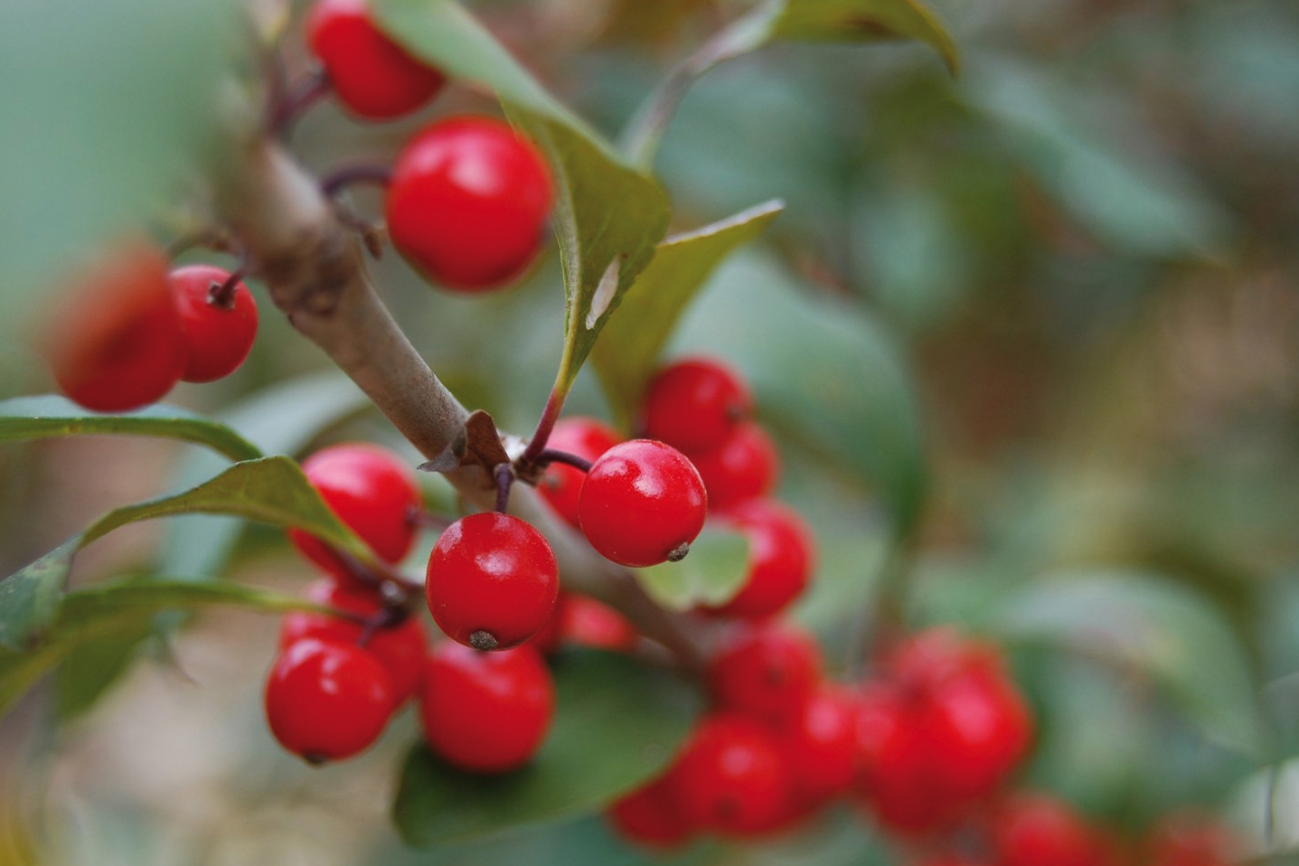 Gardening: How To Grow Winter Blooms