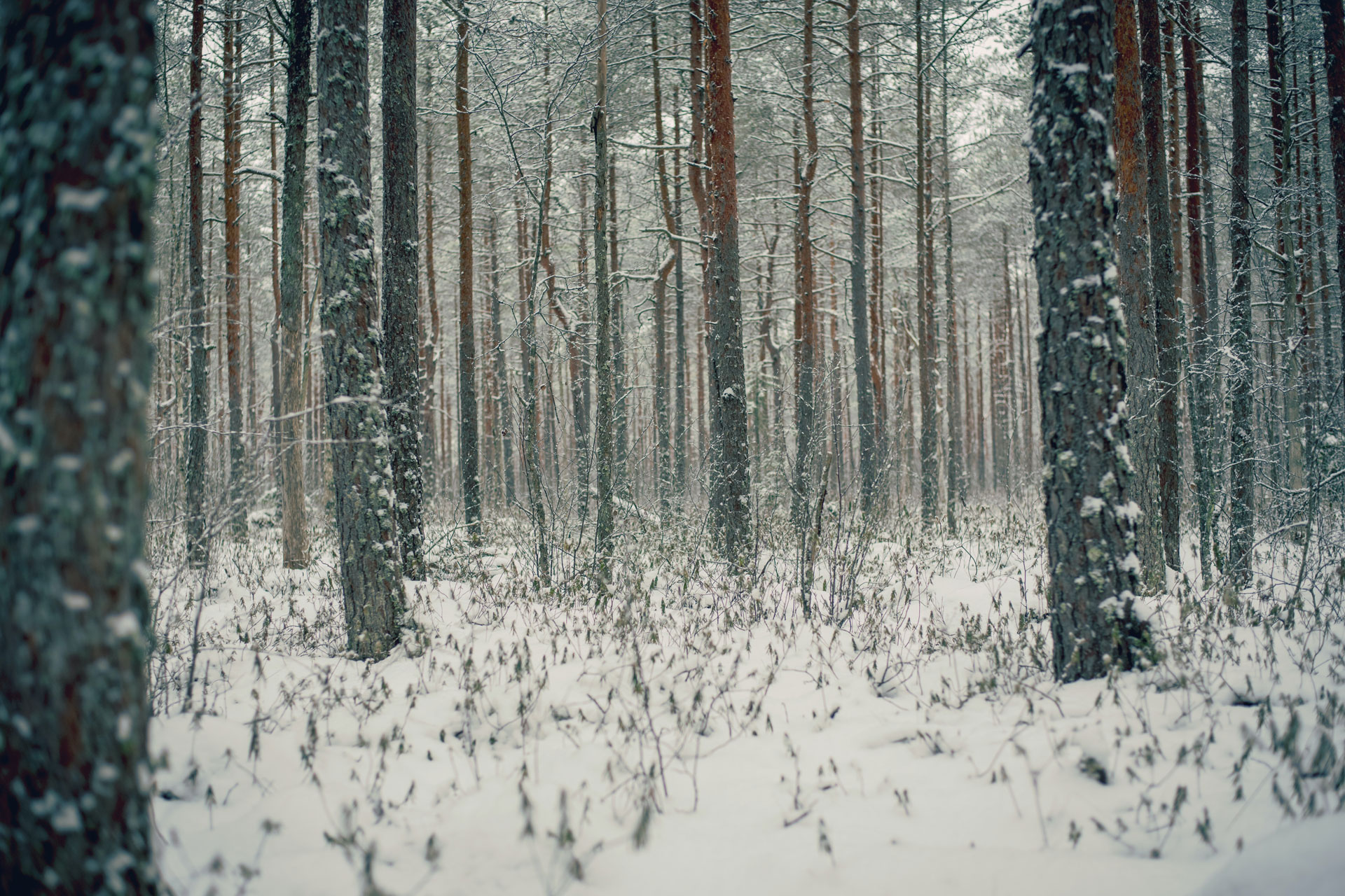 Snowy woods Featured image: by Aleksander Pedosk