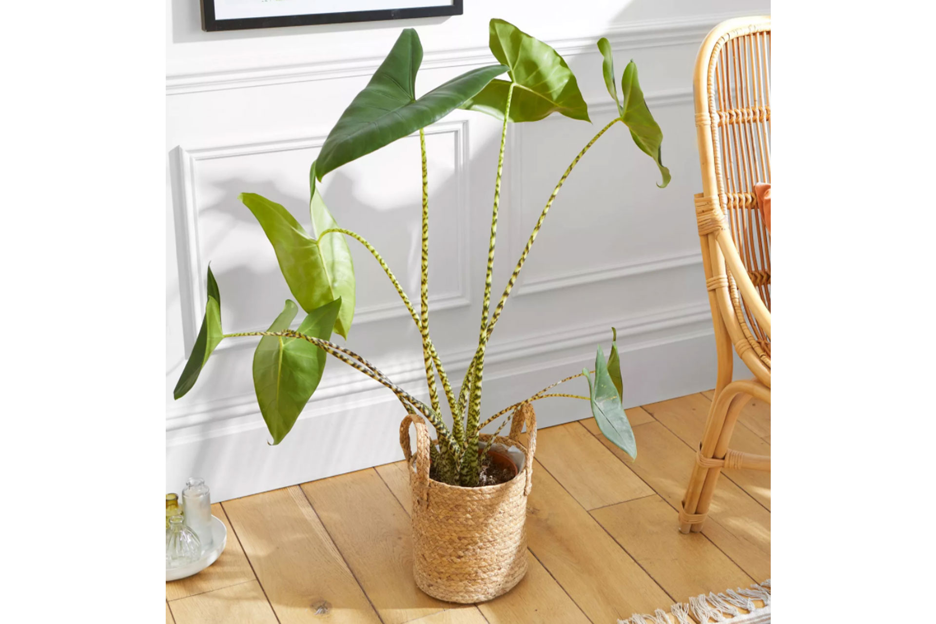 Best Online Plant Delivery Services Where To Buy Plants Online